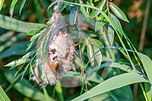 Eurasian Penduline Tit in NestÃÂ Remiz pendulinus photo